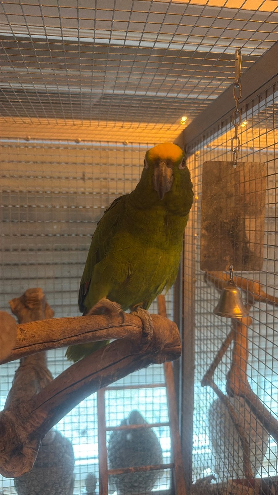 Handtamme amazone 1,5 jaar, Dieren en Toebehoren, Mannelijk, Papegaai, Pratend