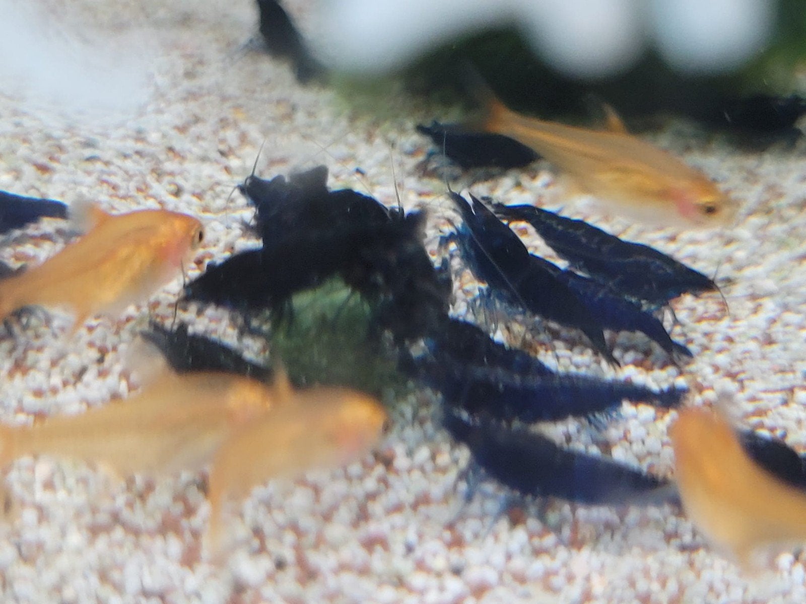 Hobbyaquarium Blue Sapphire garnalen Zondag 12/17uur, Kreeft, Krab of Garnaal, Zoetwatervis, Schoolvis