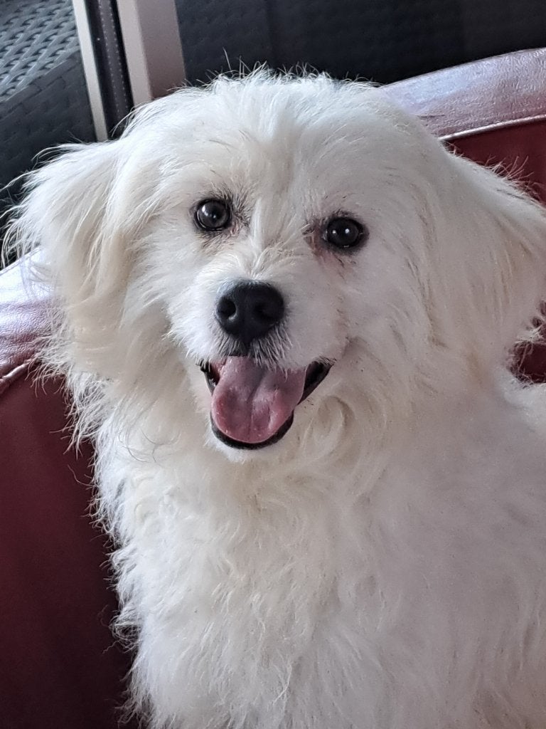 LIEVE BOOMER PUP, Parvo, Nederland, 15 weken tot 1 jaar, Eén hond