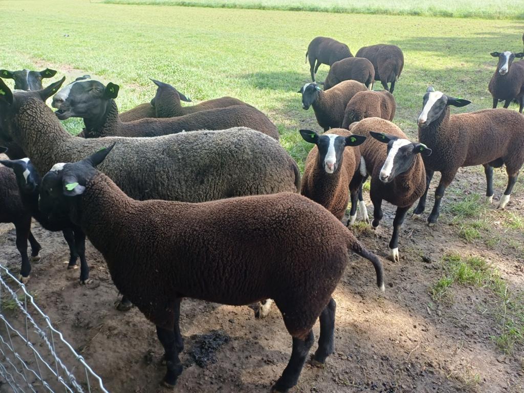 Te koop zwartbles stamboek rammen, Dieren en Toebehoren, Schapen, Geiten en Varkens, Mannelijk, Schaap