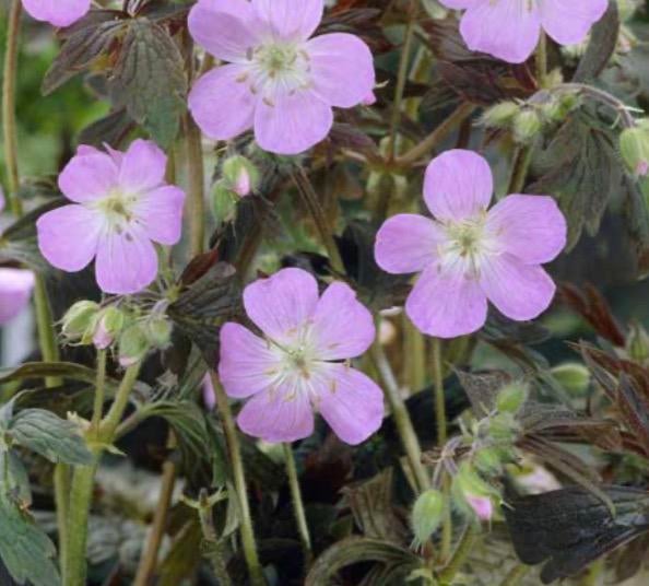 Geranium Espresso, Ophalen, Overige soorten, Volle zon