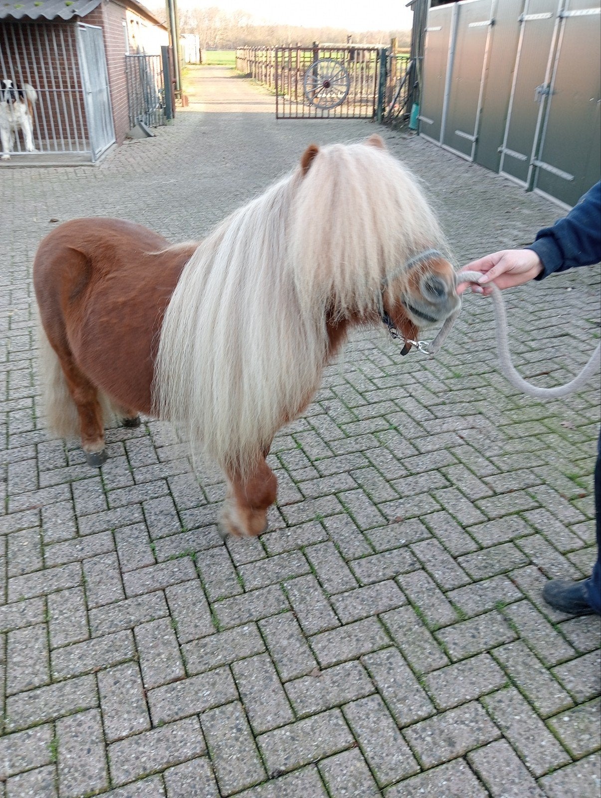 dekhengst en 2 merrieveulens, Dieren en Toebehoren, Merrie, A pony (tot 1.17m), 0 tot 2 jaar