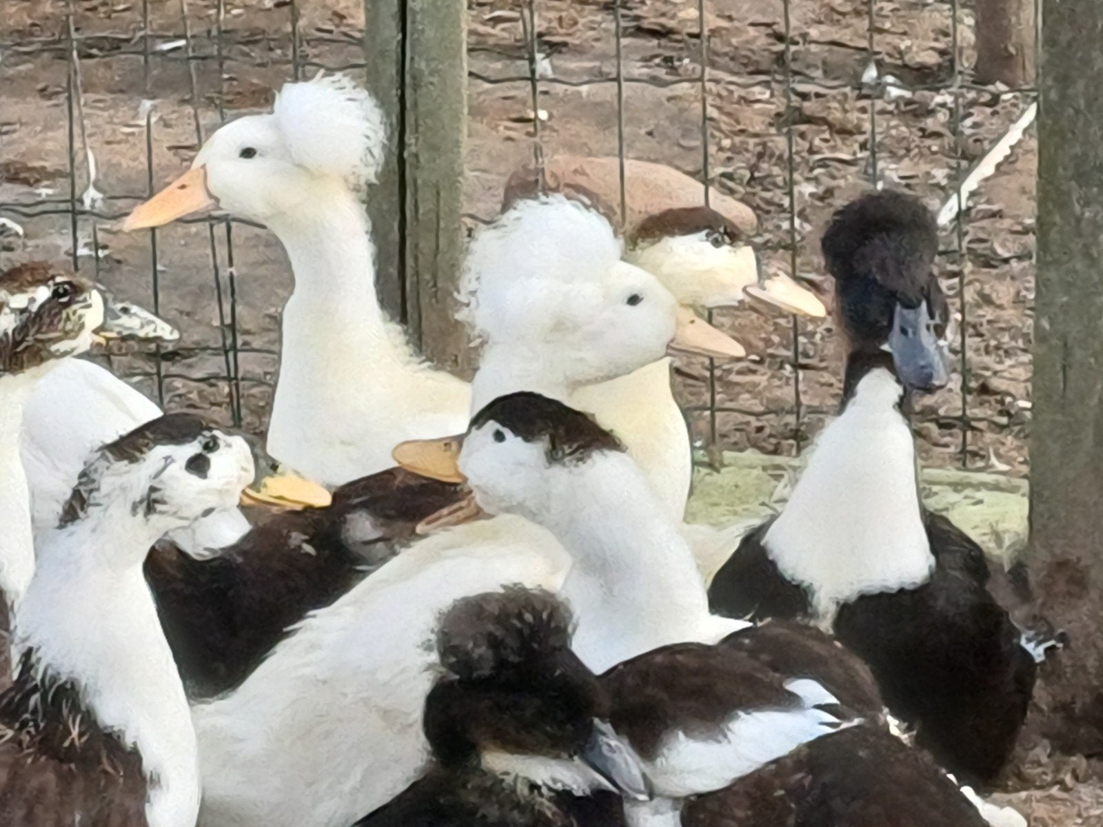 Grote Oudhollands kuifeenden, Dieren en Toebehoren
