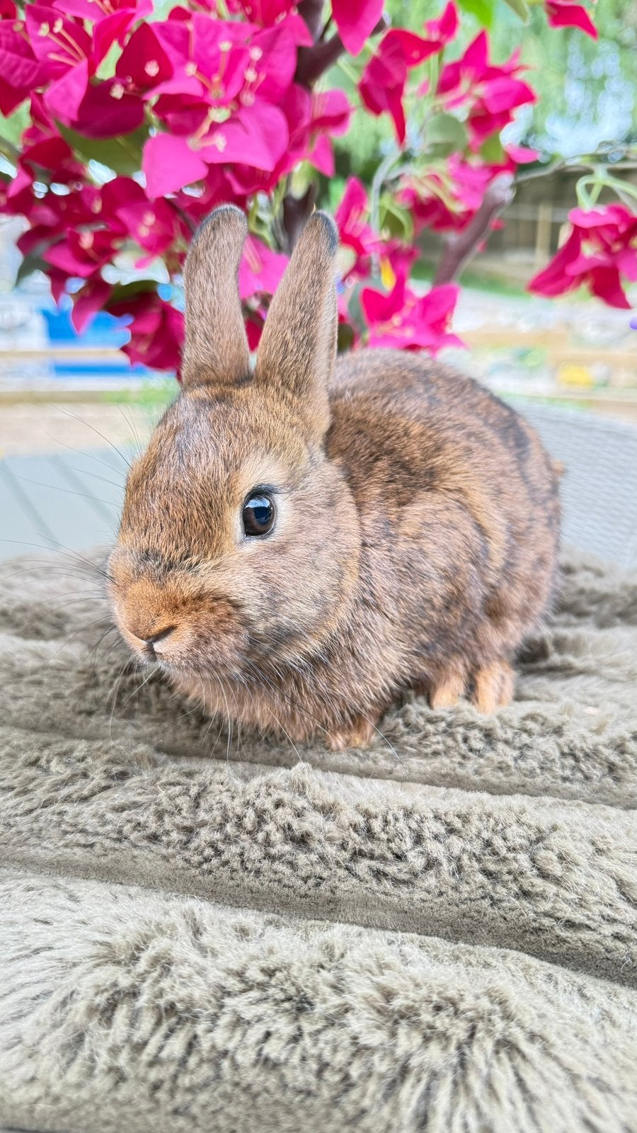 Deze lieverd mag verhuizen, ram, Dieren en Toebehoren, Konijnen, Meerdere dieren