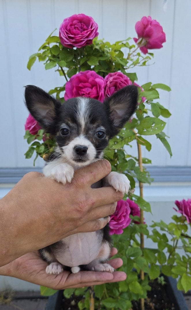 Chihuahua teefje puppy te koop!, Parvo, 8 tot 15 weken, Meerdere, Meerdere dieren