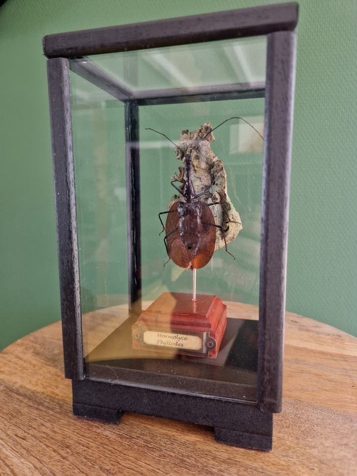 Mormolyce Phyllodes (Vioolkever) in Glazen Vitrine, Ophalen, Zo goed als nieuw, Insect, Opgezet dier