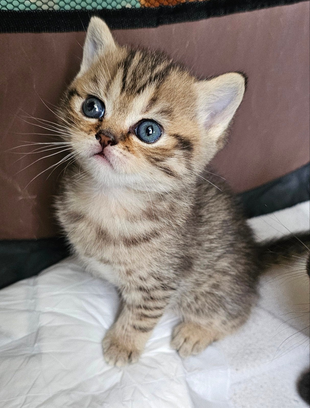 Schattige britse korthaar kittens, Meerdere dieren, Ontwormd, 0 tot 2 jaar