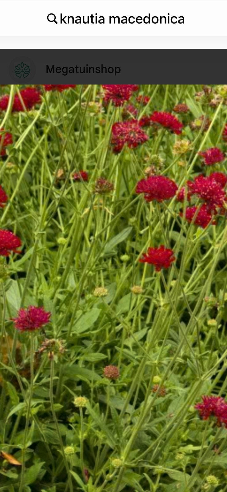 Te koop vaste plant Knautia macedonica Beemdkroon, Ophalen, Overige soorten, Volle zon