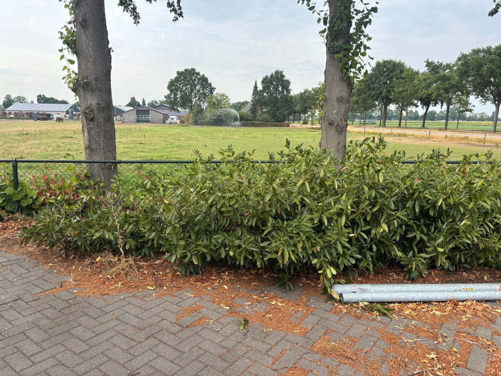 Laurier 10 stuks gratis afhalen, Tuin en Terras, Ophalen, Laurier, Struik, 100 tot 250 cm