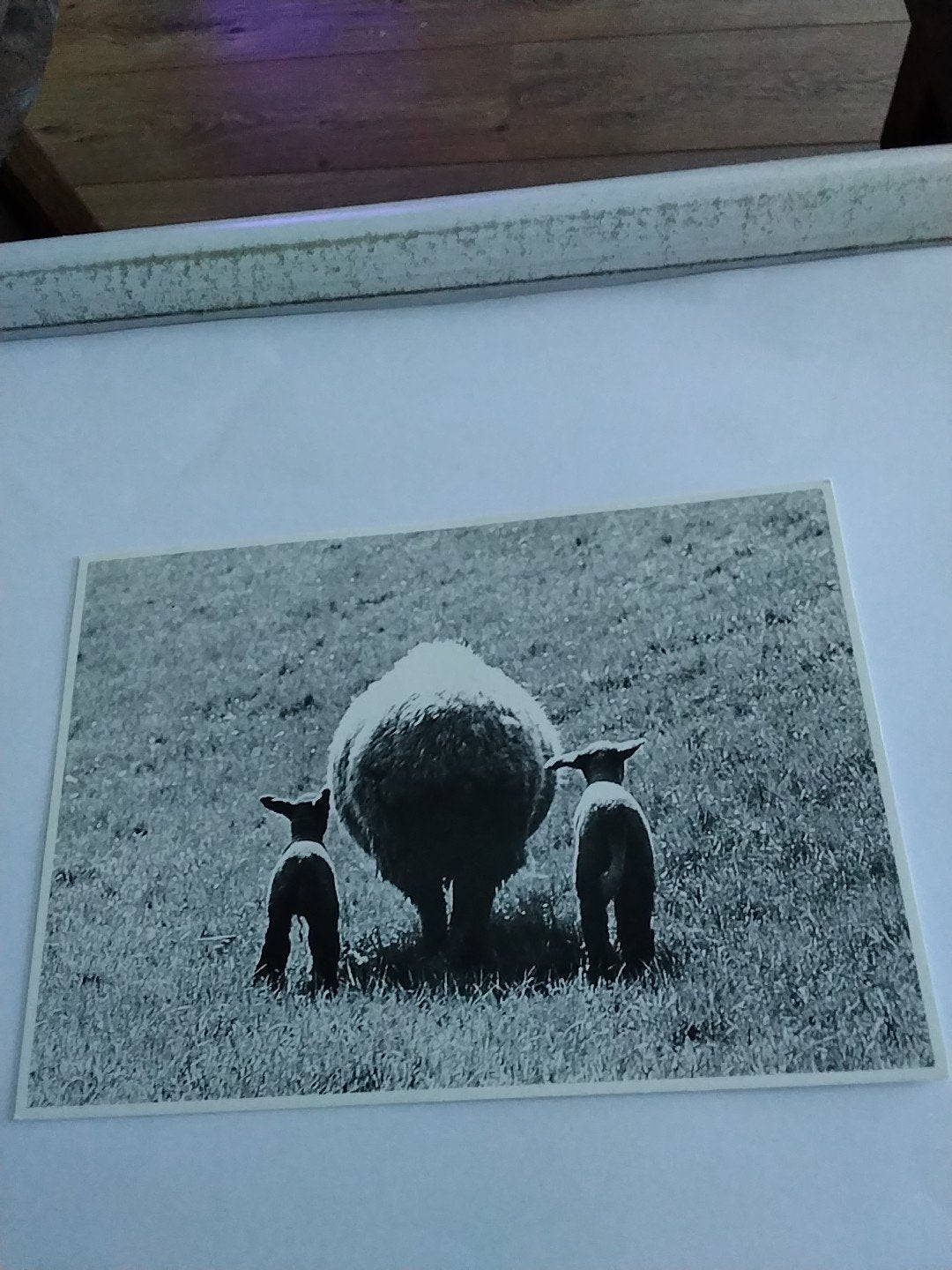 Vintage kaart: Schaap met Lammetjes (1984) Guernsey Weiser, Verzamelen, Ophalen of Verzenden, 1980 tot heden, Gelopen, Natuur