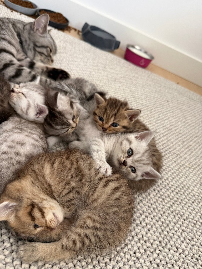 Prachtige Rasechte Britse korthaar kittens, Meerdere dieren, Met stamboom