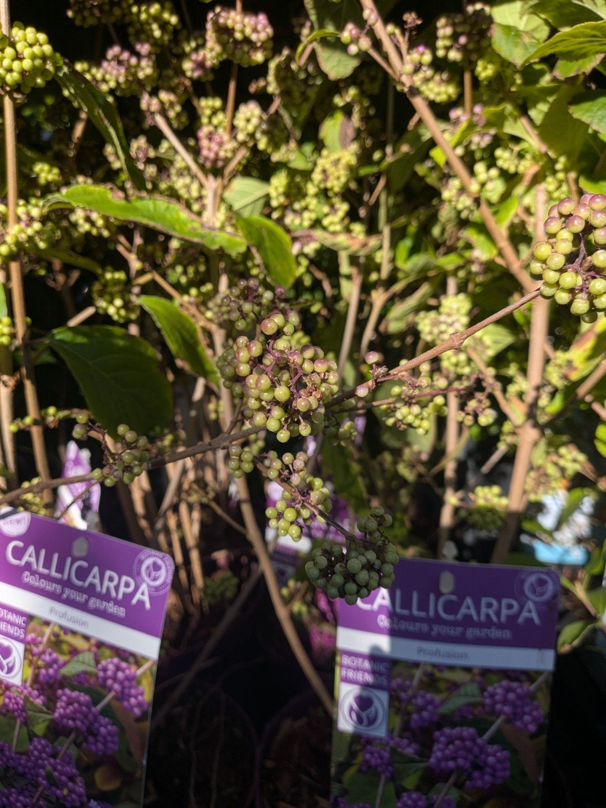 Callicarpa bodinieri 'Profusion' (Schoonvrucht)., Ophalen, Lente, Overige soorten, Halfschaduw