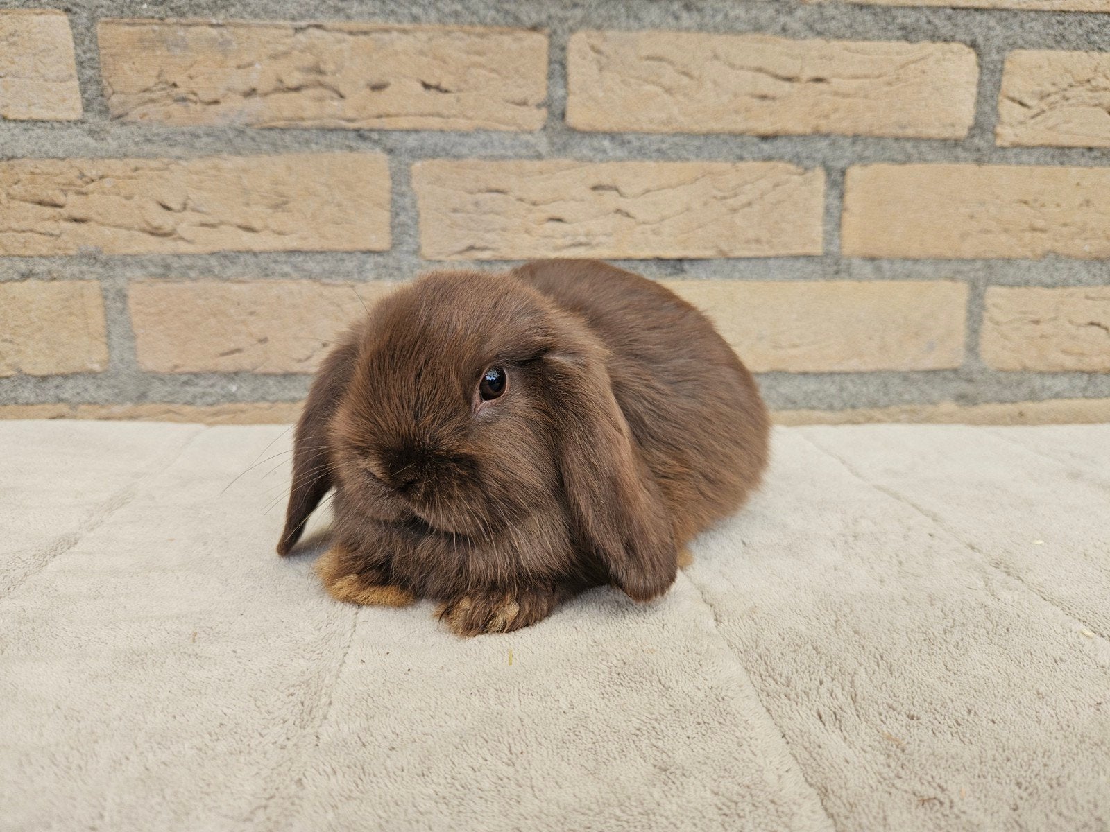 Jong choco minilop rammetje, Dieren en Toebehoren, Mannelijk, Dwerg