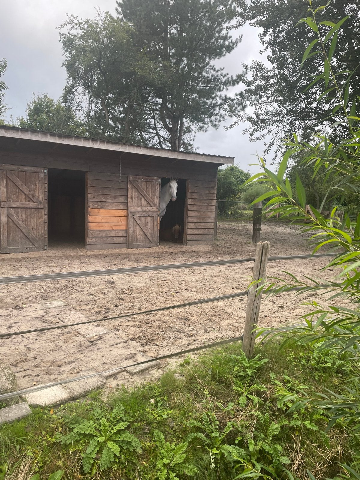 Plek voor pony/sober ras bij PP Assen, Weidegang
