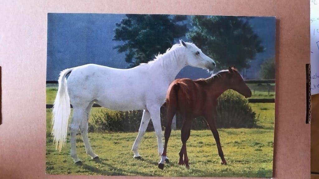 ansichtkaart kaart paard veulen POPP verlag, Verzamelen, Ophalen, 1960 tot 1980, Ongelopen, Paard