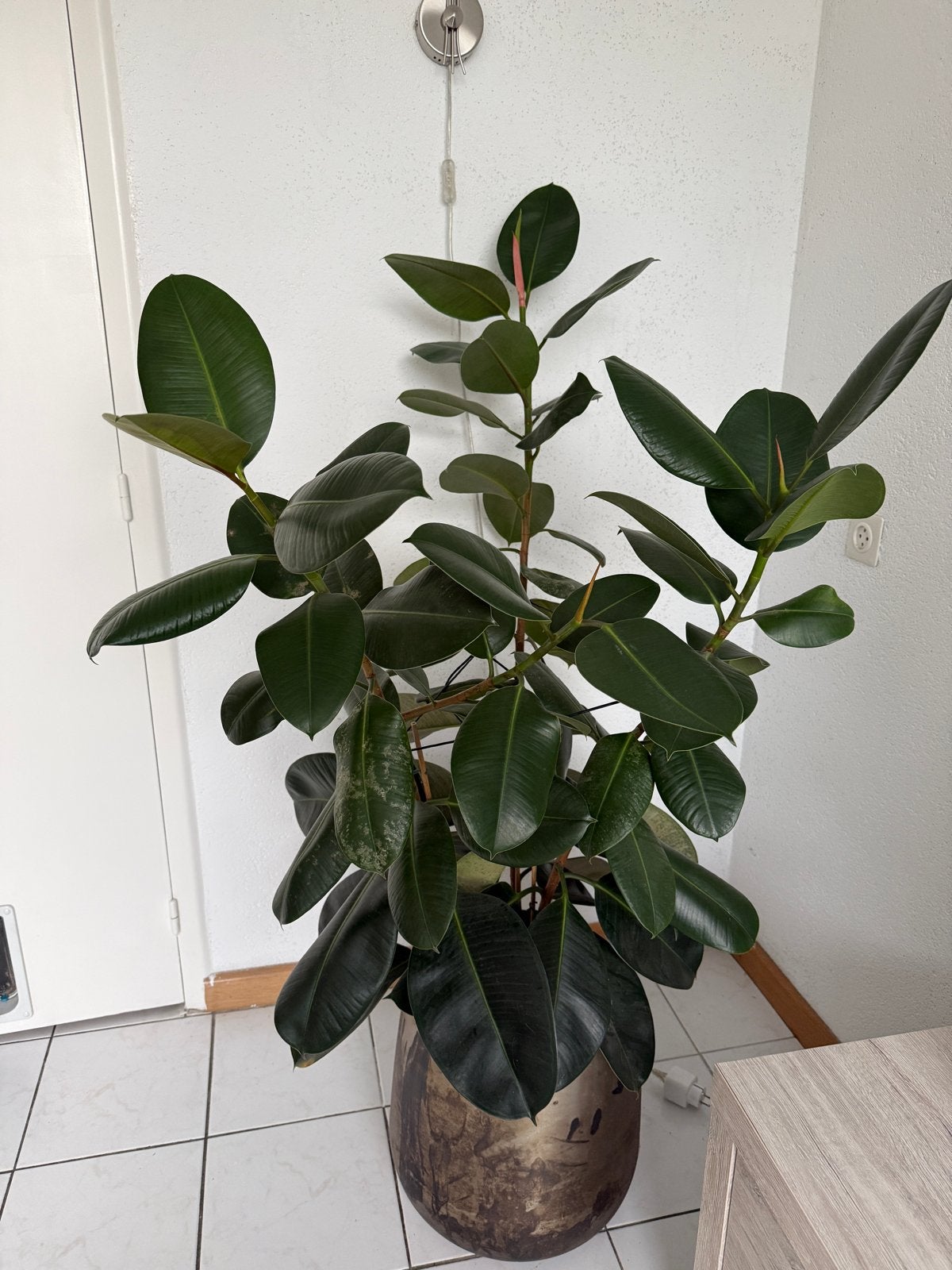 Grote, gezonde Ficus plant met drie stammen, Ophalen, Ficus, Halfschaduw, In pot