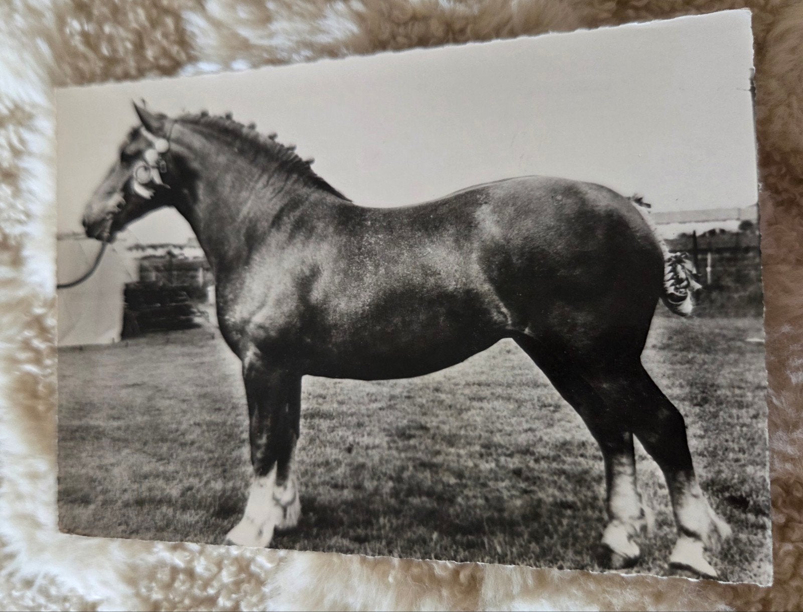 Vintage ansichtkaart van Suffolk paard - 1962, Verzamelen, Verzenden, 1960 tot 1980, Gelopen, Paard