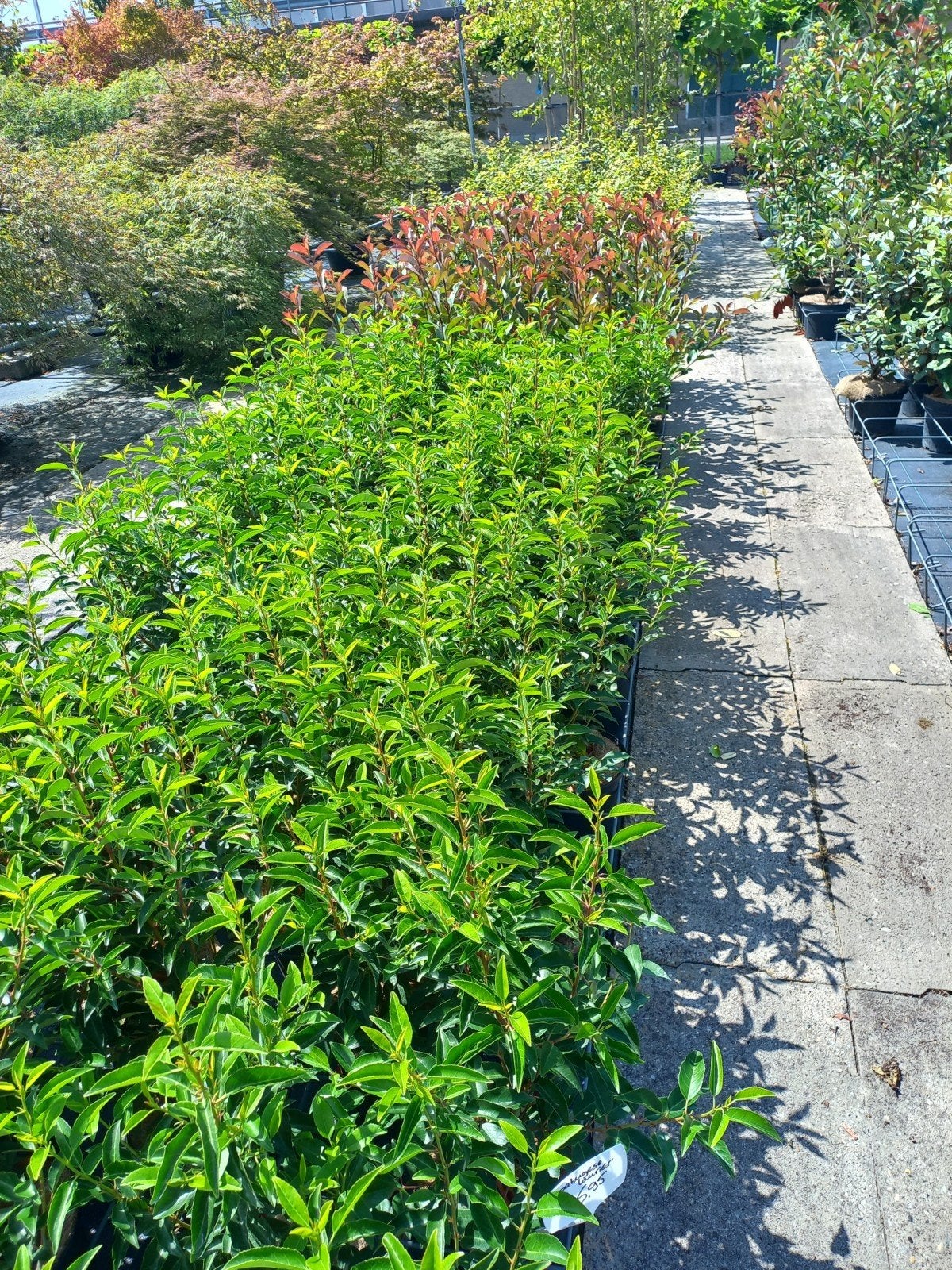 Portugese Laurier, Prunus lusitanica angustifolia 70 en 90cm, Ophalen, Overige soorten, Halfschaduw