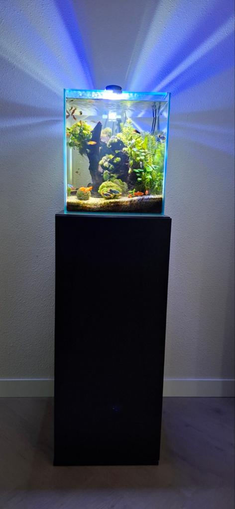 Aquarium compleet te koop – incl. vissen, garnalen, accessoi, Ophalen, Zo goed als nieuw, Gevuld zoetwateraquarium