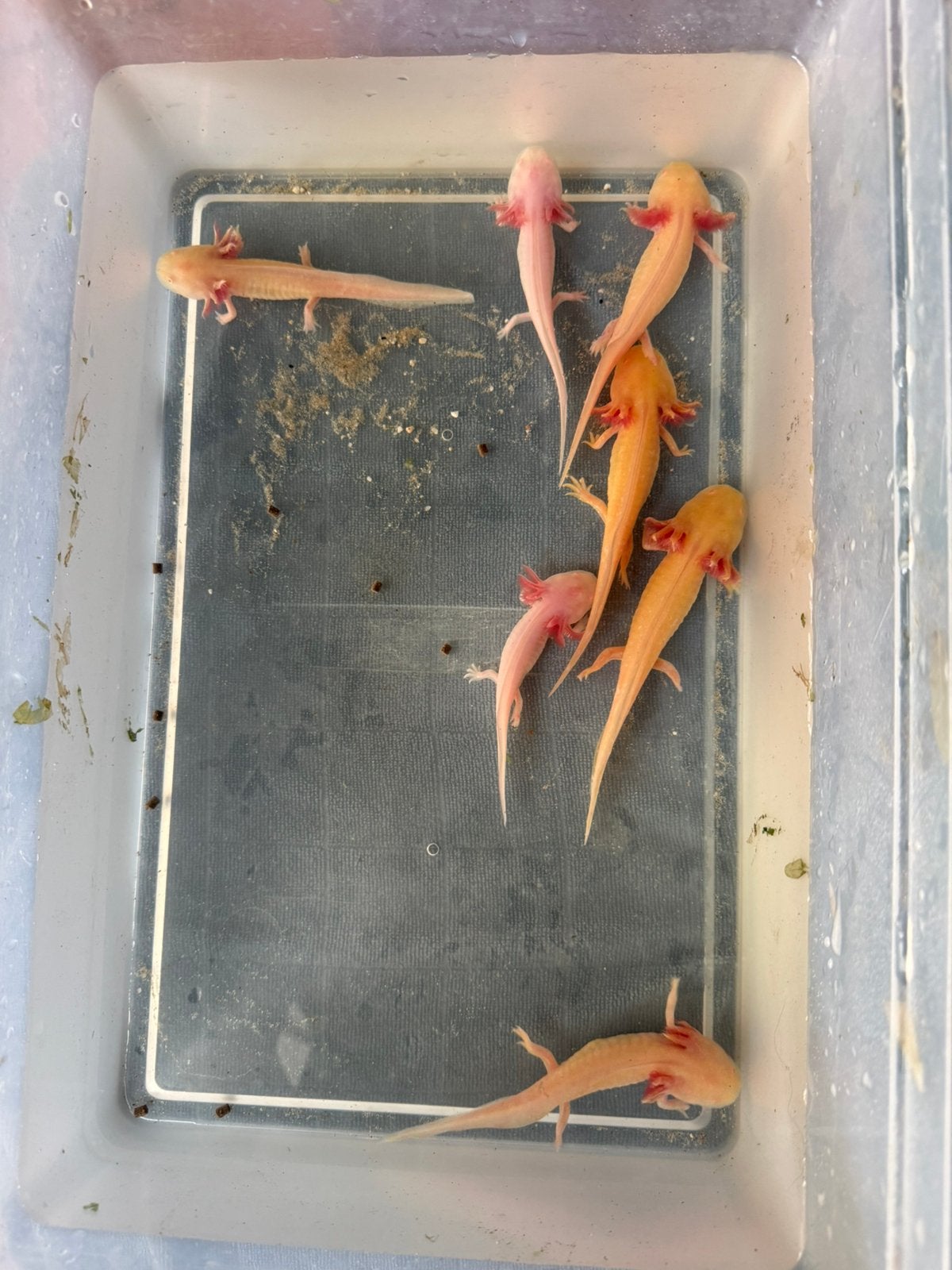 Jonge axolotls, Vis