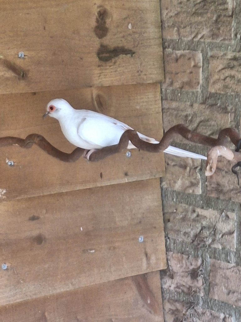 2 jonge bonte diamantduifjes, Dieren en Toebehoren, Meerdere dieren, Wildzangvogel, Tam