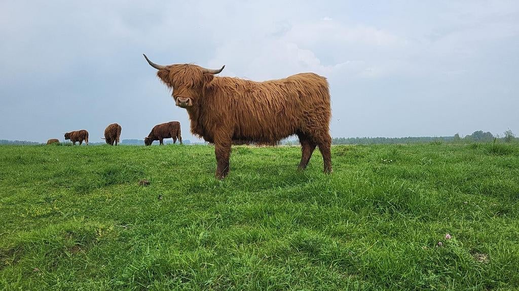 Schotse hooglander pinken / koe+kalf / dekstier, Dieren en Toebehoren, Runderen, Meerdere dieren