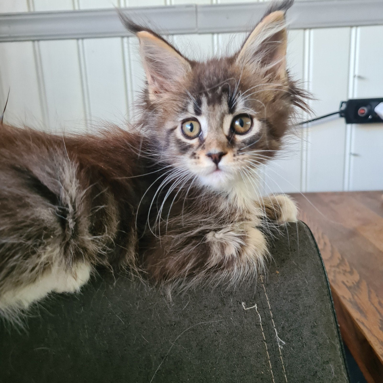 Maine coon kittens, Dieren en Toebehoren, Meerdere dieren, Ontwormd, 0 tot 2 jaar