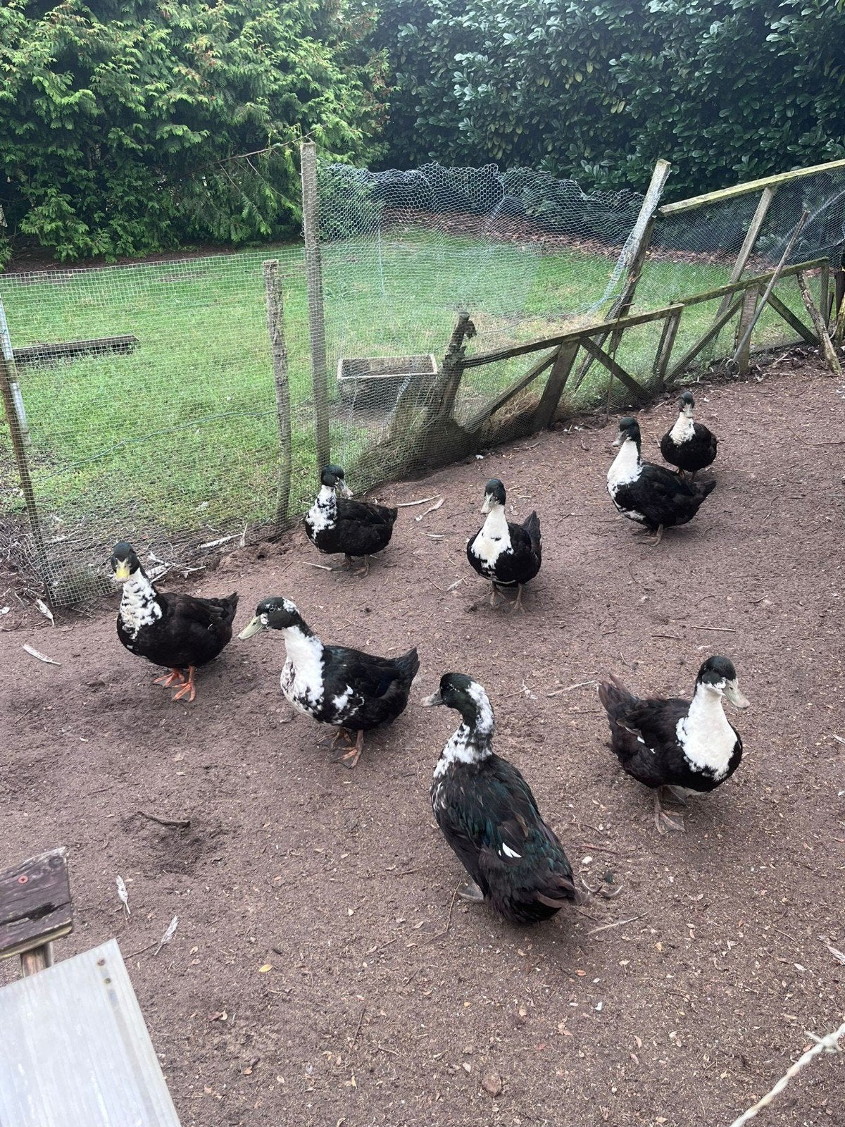 8 black swedisch eenden, Dieren en Toebehoren, Meerdere dieren, Eend