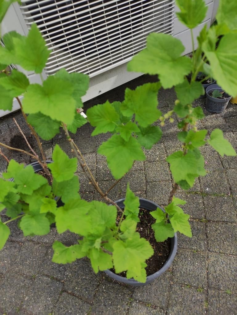 Zwarte bessen struiken, Tuin en Terras, Planten | Fruitbomen, Ophalen, Minder dan 100 cm, Overige soorten, Zomer