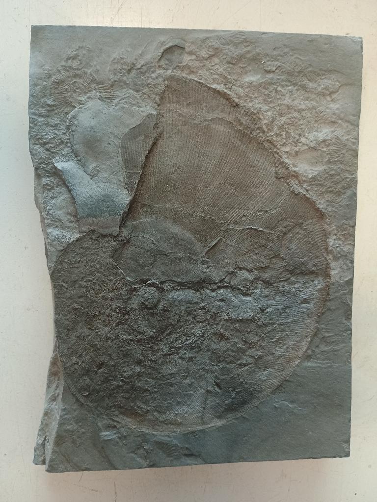 Ammoniet, Verzamelen, Mineralen en Fossielen, Ophalen of Verzenden, Fossiel