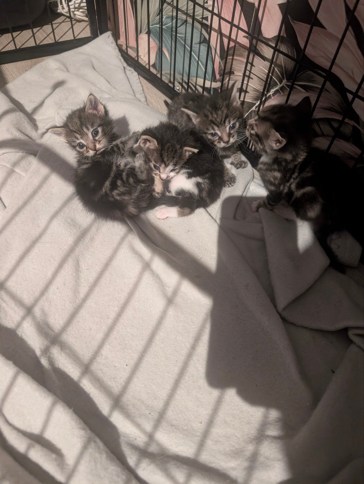 super lieve kleine kittens, Meerdere dieren