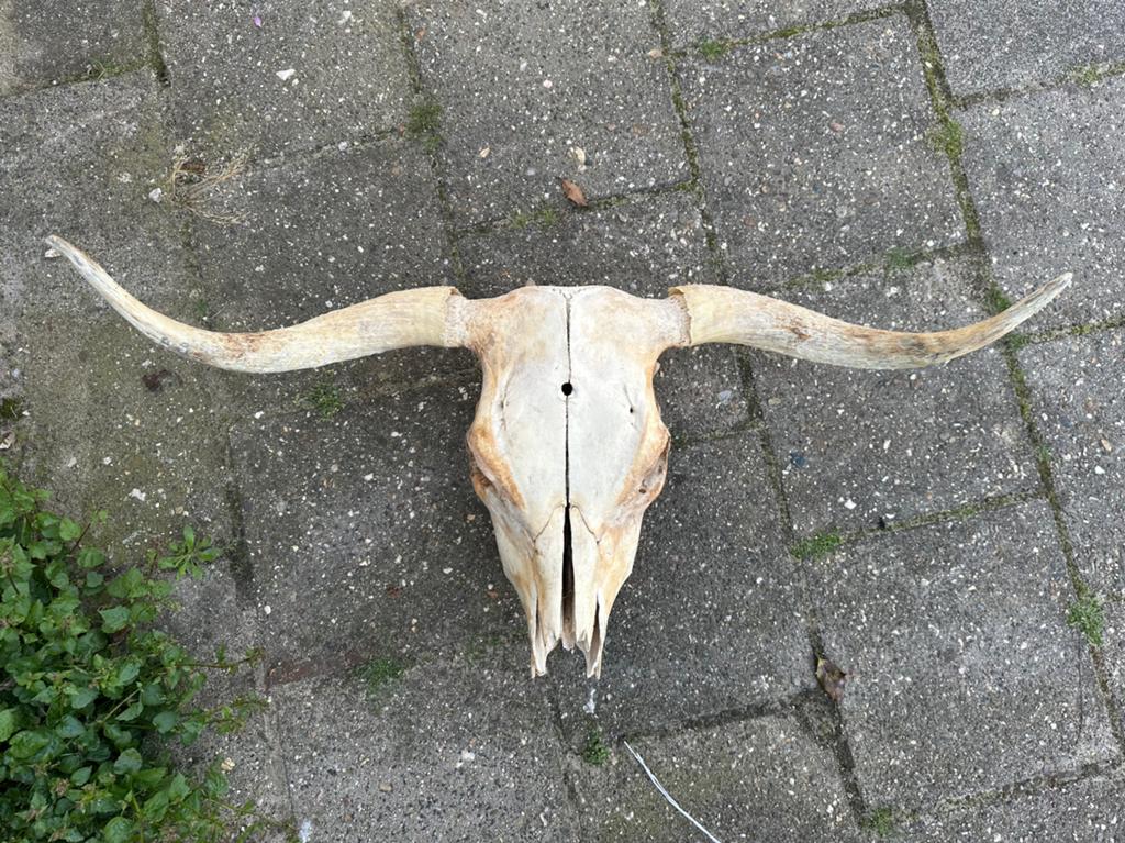 Buffel schedel 97 cm breed, Slang
