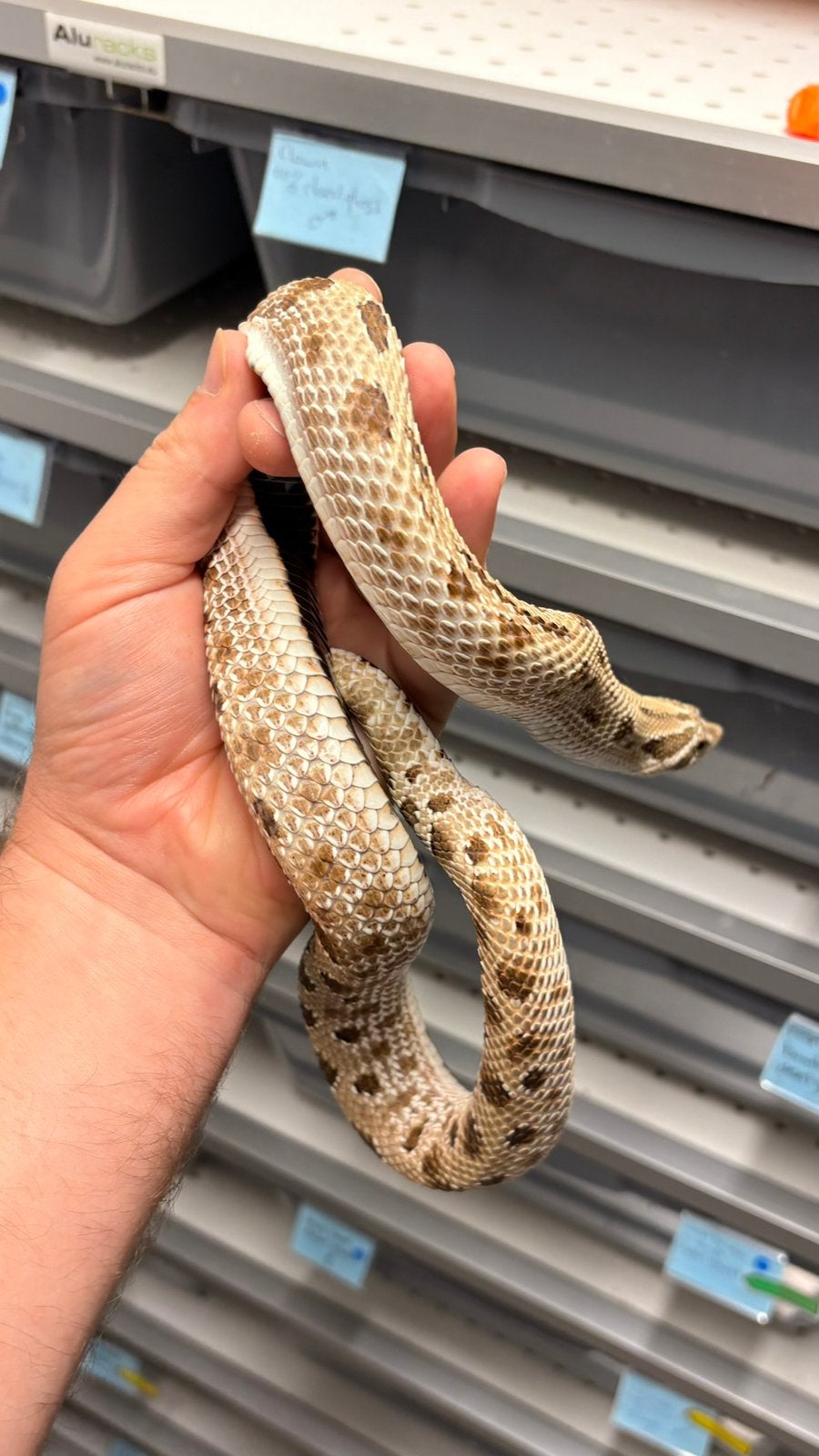 Haakneusslang Heterodon Arctic Anaconda Hognose Snake photo 4