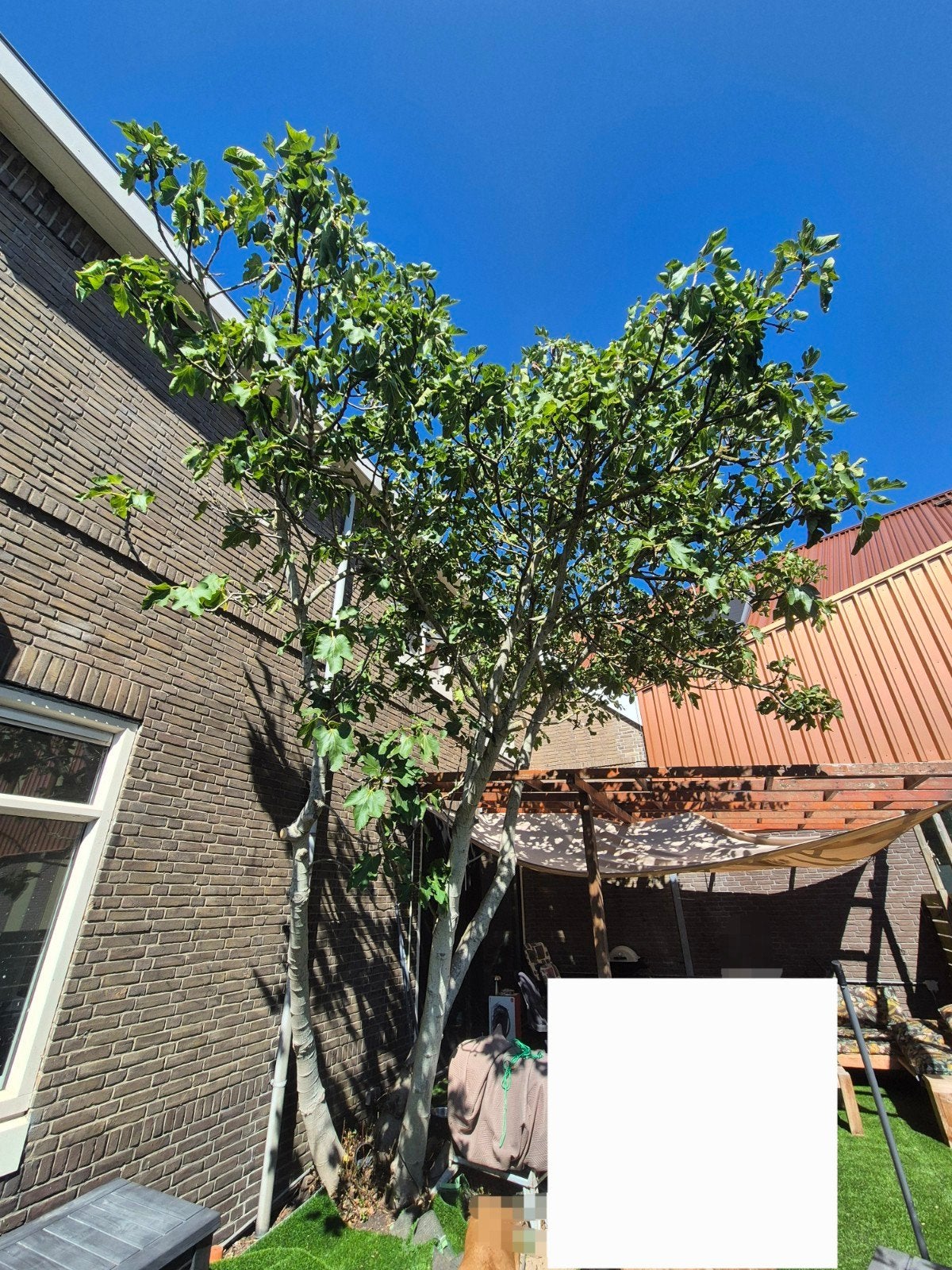 Grote Vijgenboom - Ideaal voor Mediterrane Sfeer, Overige soorten, 250 tot 400 cm, Zomer, Ophalen
