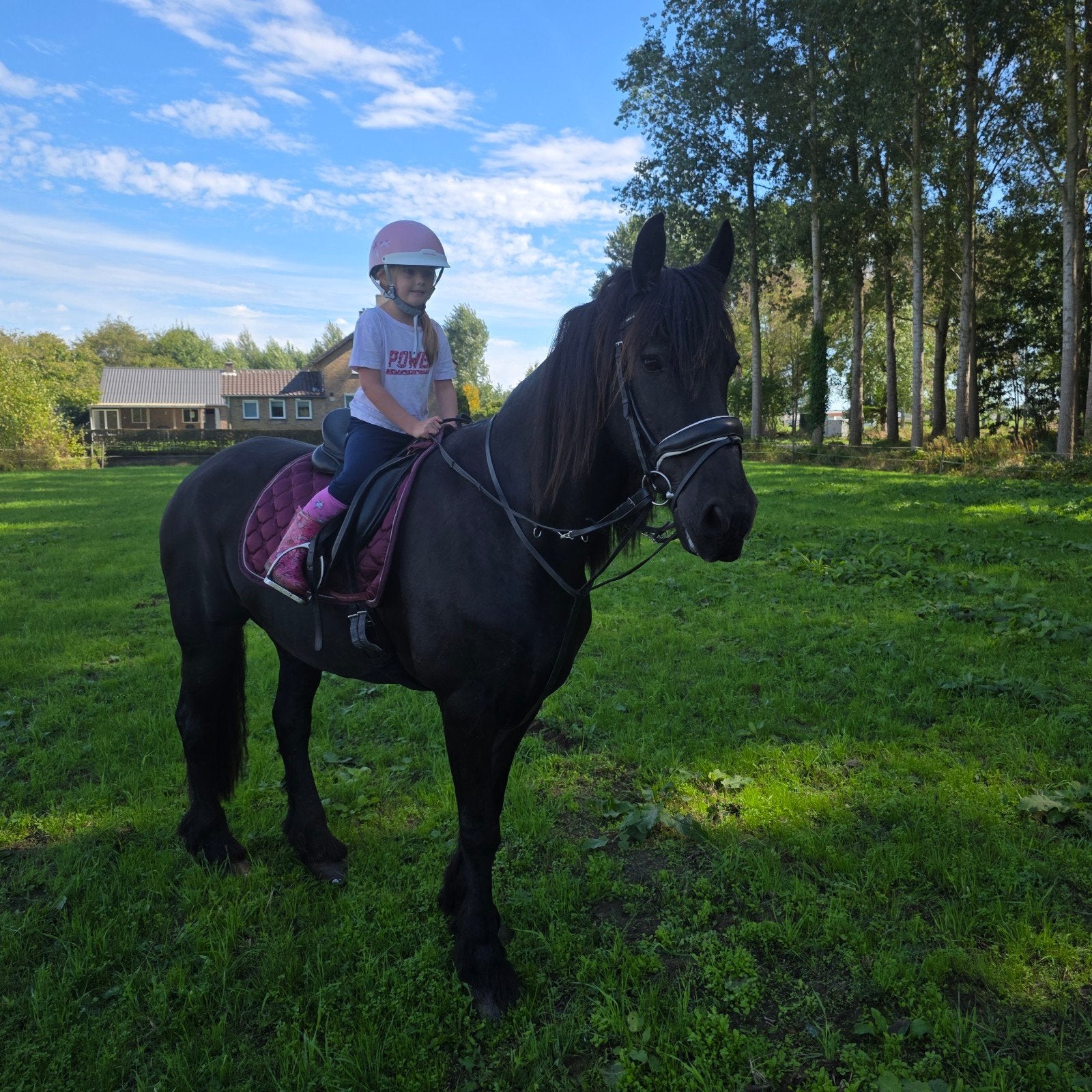 Plekje voor paard aangeboden!!!, Dieren en Toebehoren, Weidegang