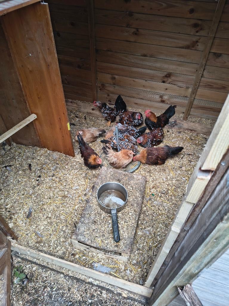 chabo japanse kriel, Dieren en Toebehoren, Pluimvee, Vrouwelijk, Kip