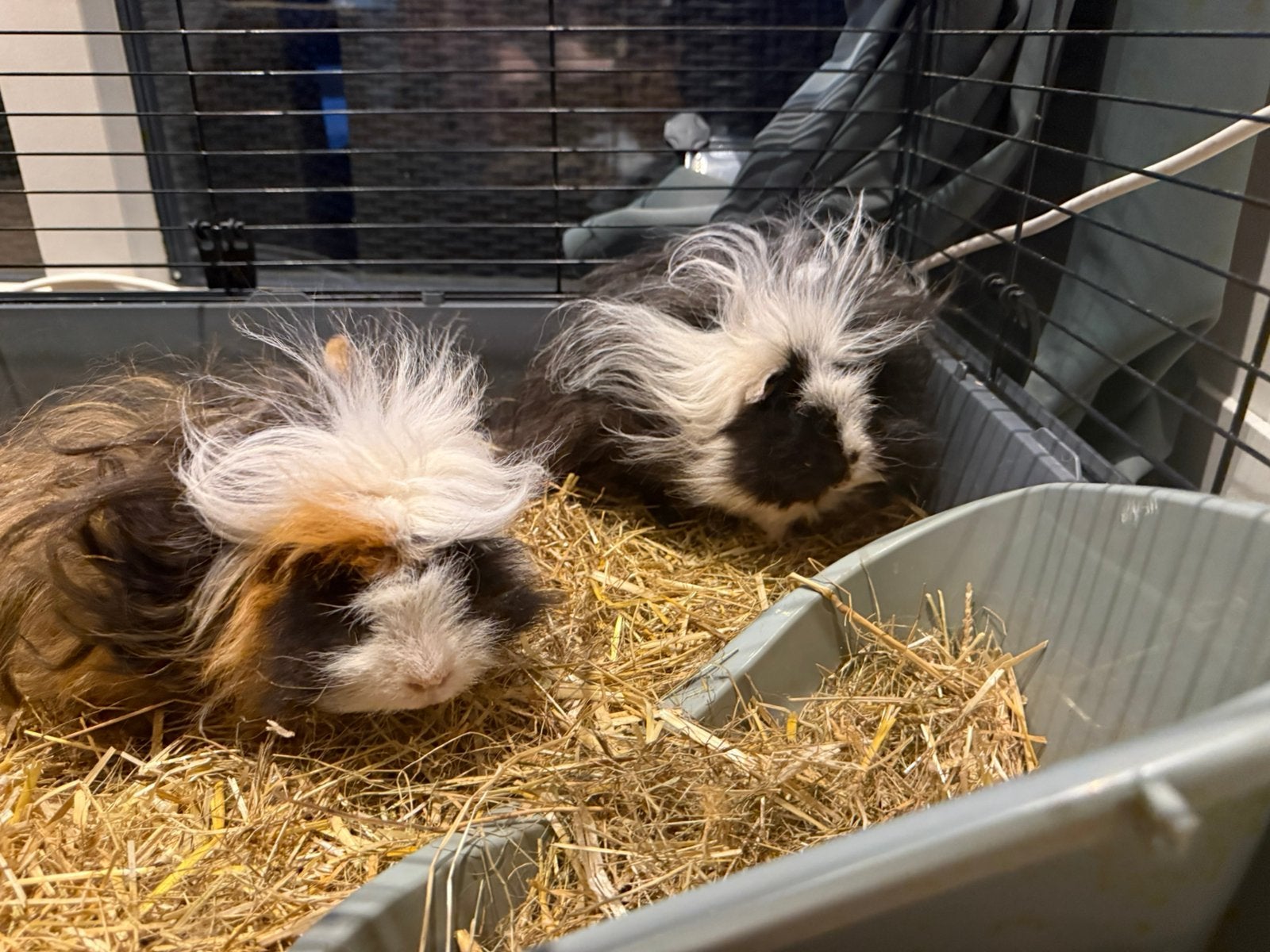 2 Lunkarya cavia beren te koop, inclusief hok en toebehoren, Dieren en Toebehoren, Cavia, Juni, Mannelijk, Tam