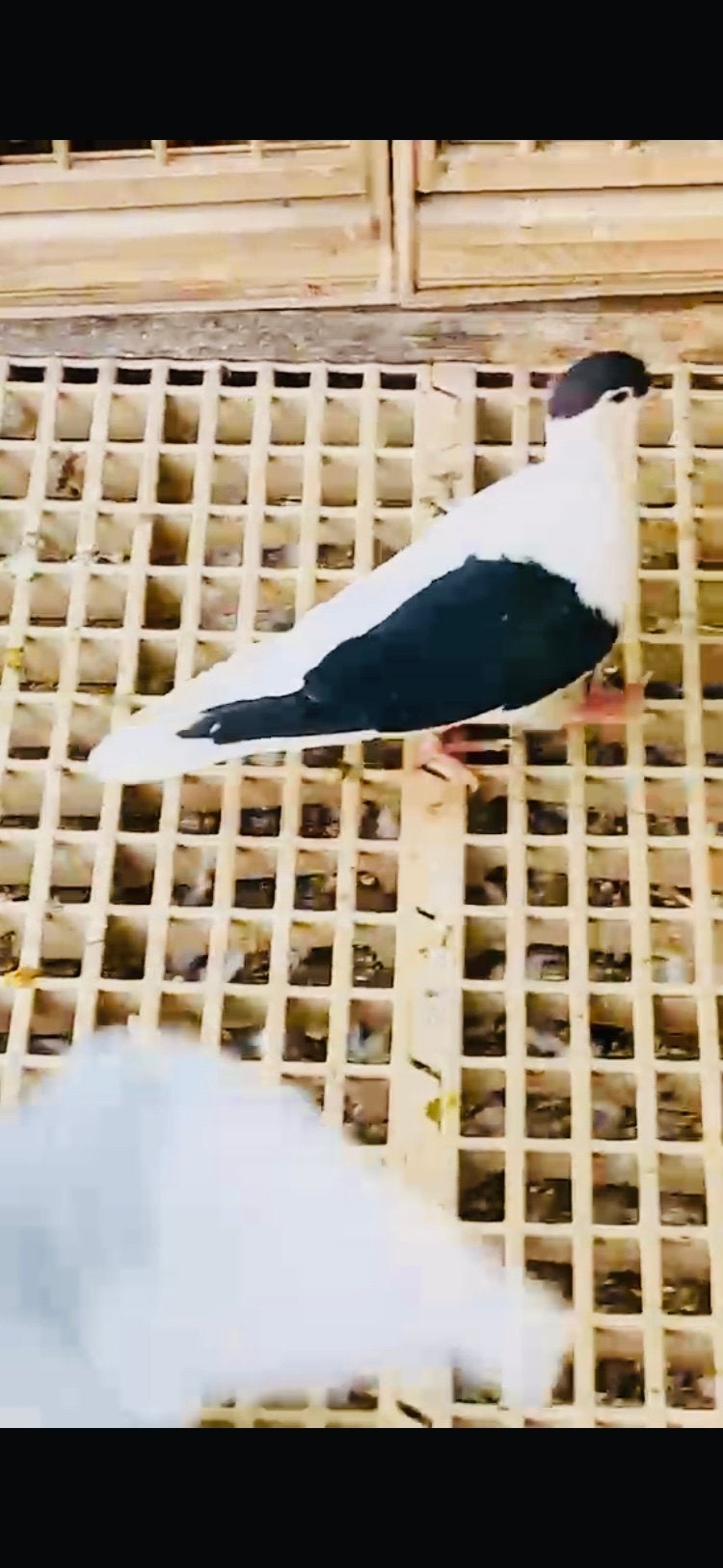 Afghans duiven te koopt, Dieren en Toebehoren, Meerdere dieren, Overige soorten