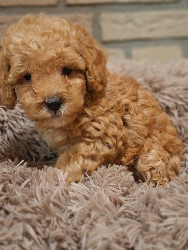 Toy Poedel pups – Geboren 4 juni 2026, Dieren en Toebehoren, Poedel, Parvo, 8 tot 15 weken, Meerdere