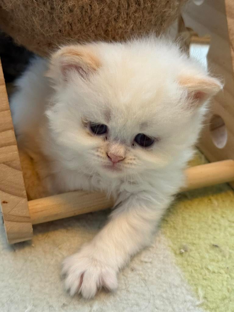 Lang haar kitten (wit), Poes, 0 tot 2 jaar