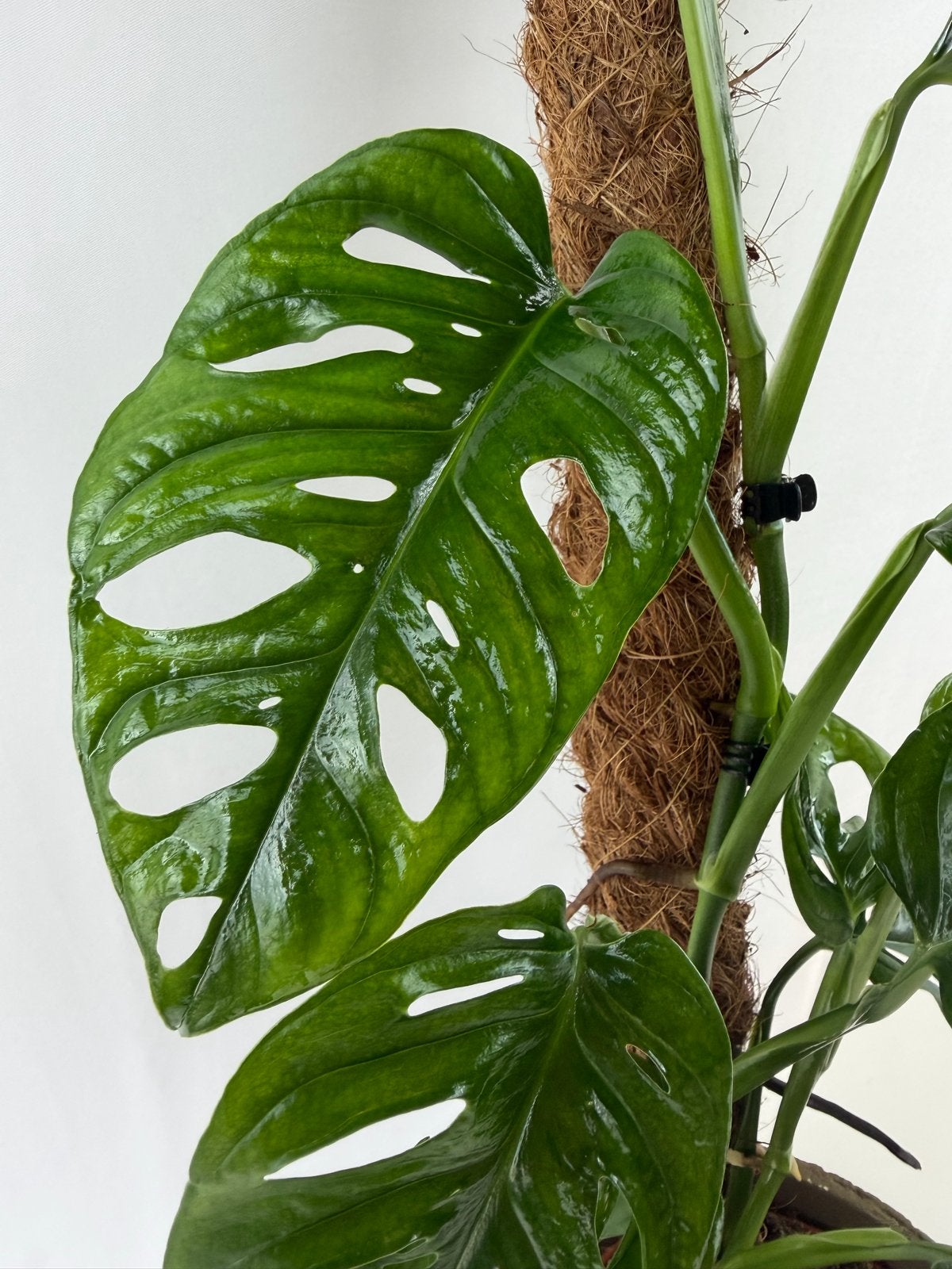 Monstera Esqueleto, Huis en Inrichting, Kamerplanten, Overige soorten, In pot, Minder dan 100 cm, Groene kamerplant