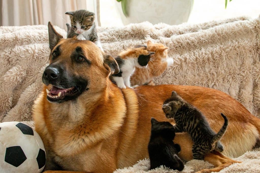 Lieve, schattige kittens te koop, Meerdere dieren
