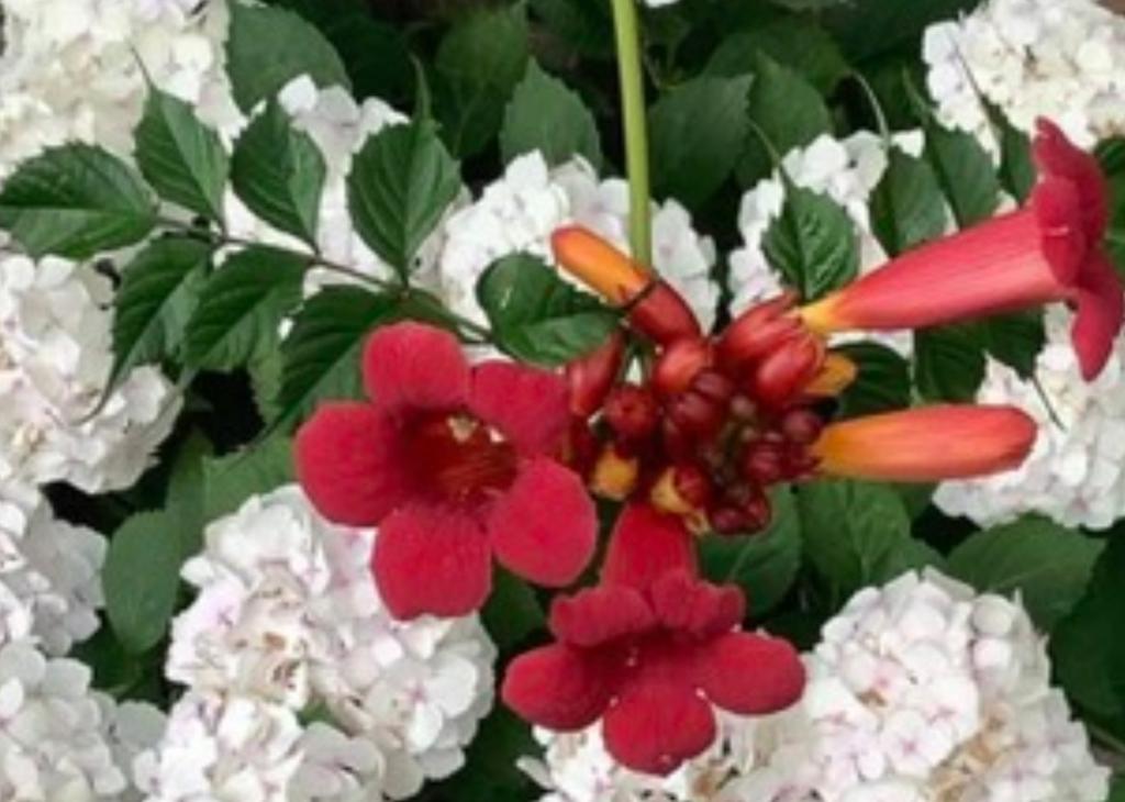 Trompetbloem stek, Tuin en Terras, Ophalen, Minder dan 100 cm, Overige soorten, Zomer