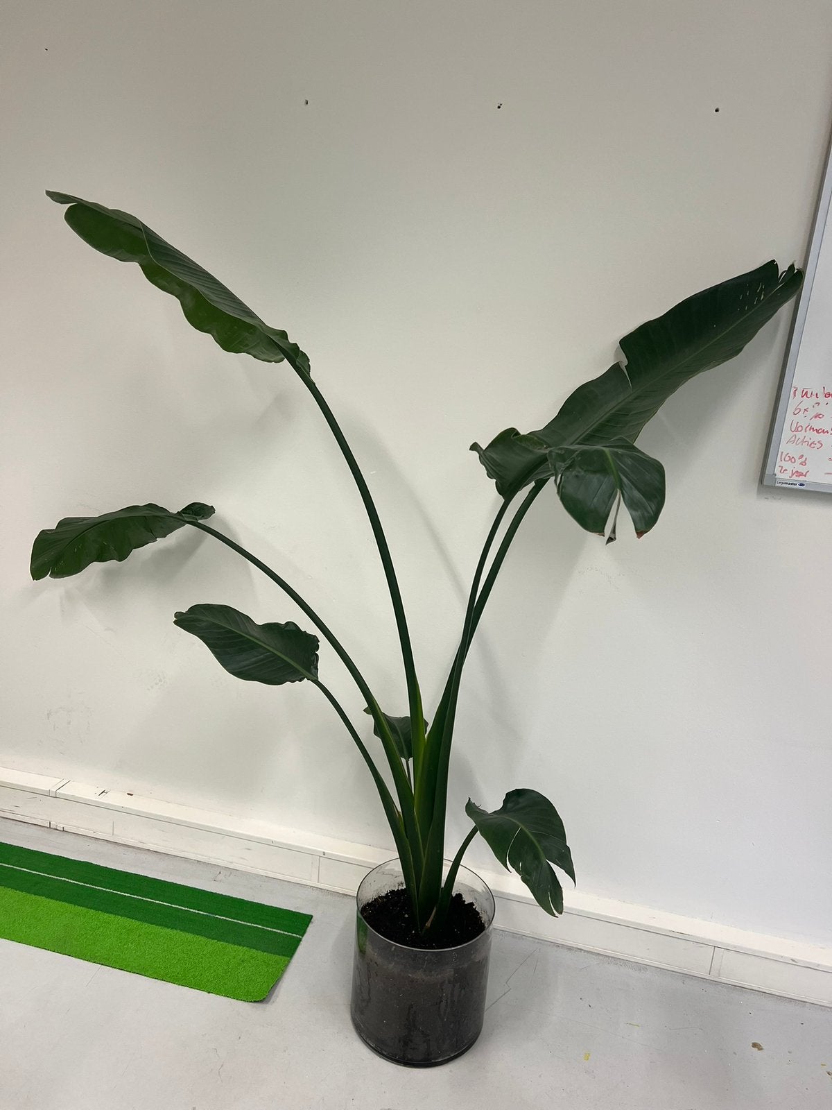 Kamerplant (Strelitzia Nicolai), Ophalen, Halfschaduw