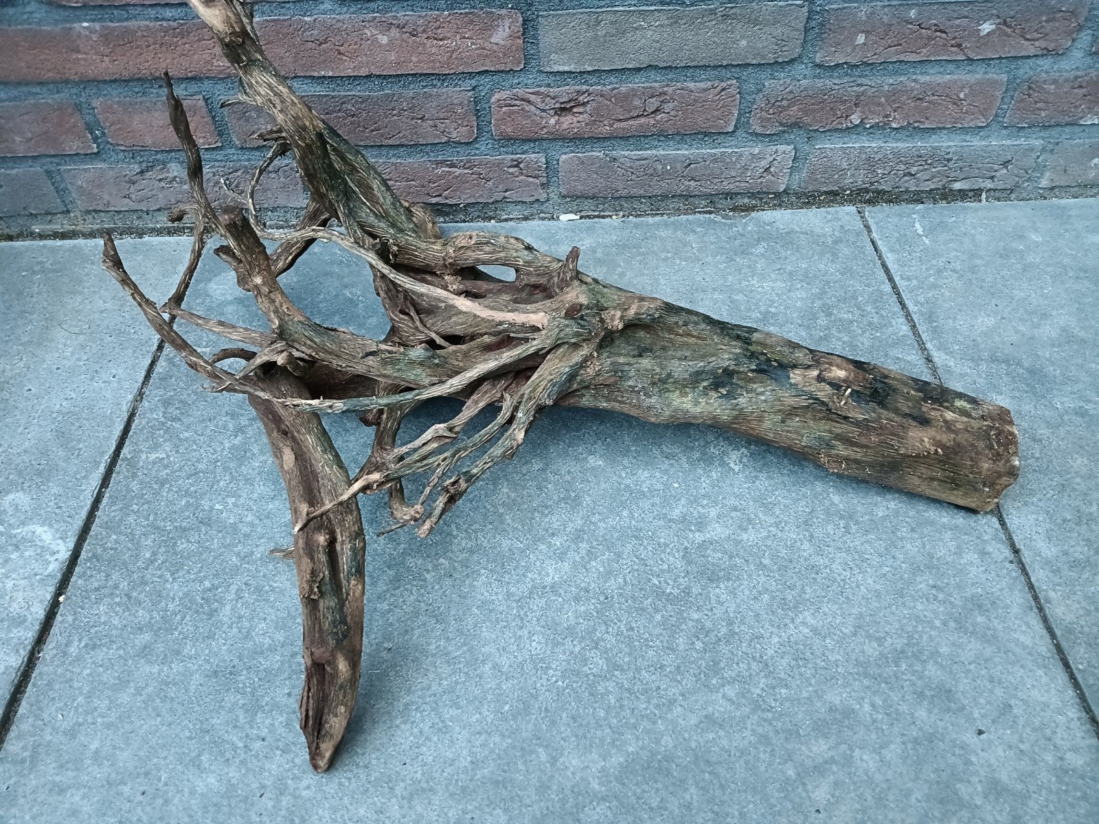 Mooi stuk Kienhout, Ophalen, Gebruikt, Plant(en), Steen of Hout