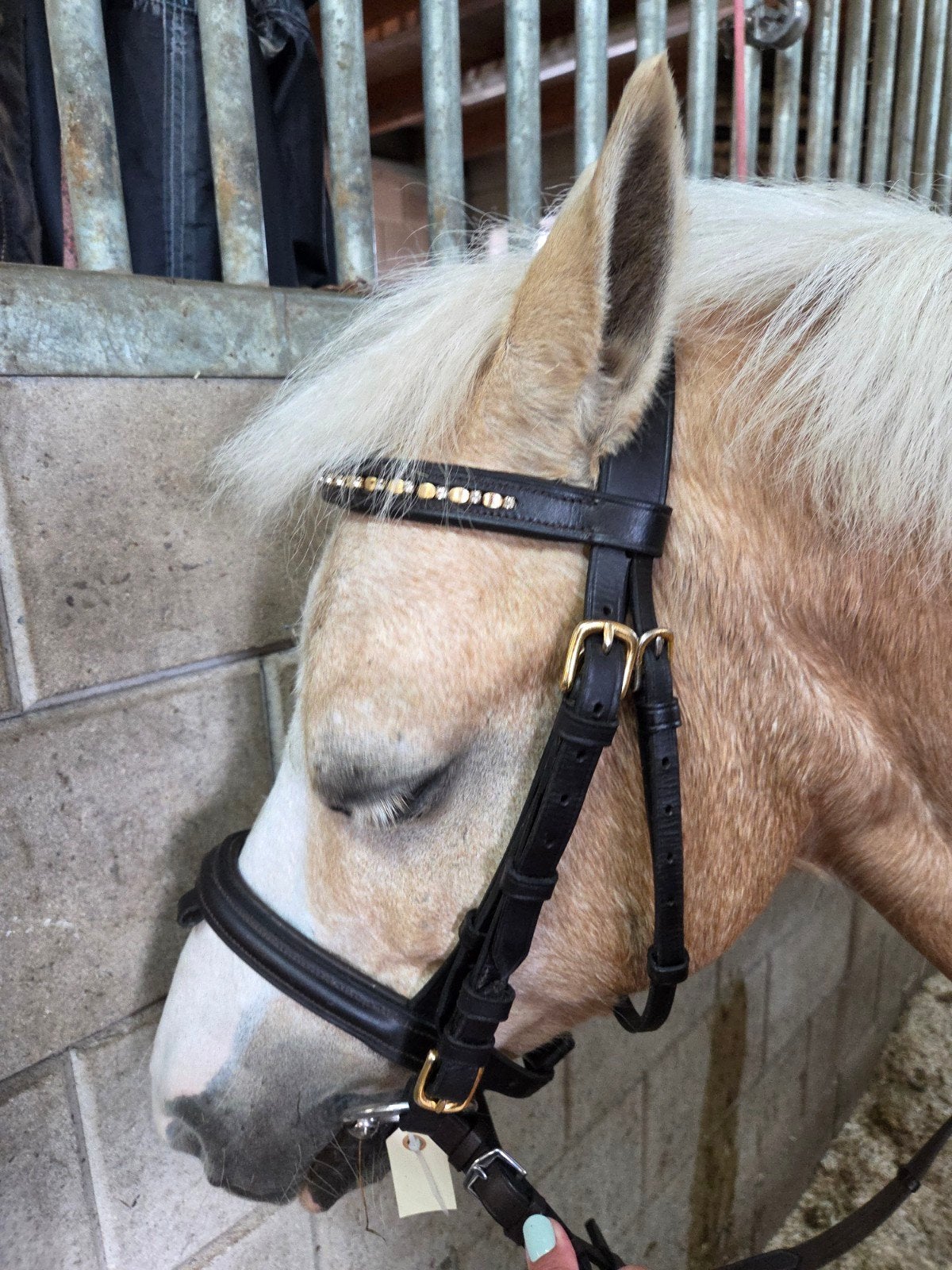 Bruin pony hoofdstel met bit en borsttuig, Dieren en Toebehoren, Paarden en Pony's | Hoofdstellen en Tuigage, Ophalen of Verzenden