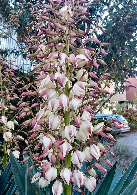 Boom yucca palmlelie, Tuin en Terras, Ophalen, Zomer, Overige soorten, Volle zon