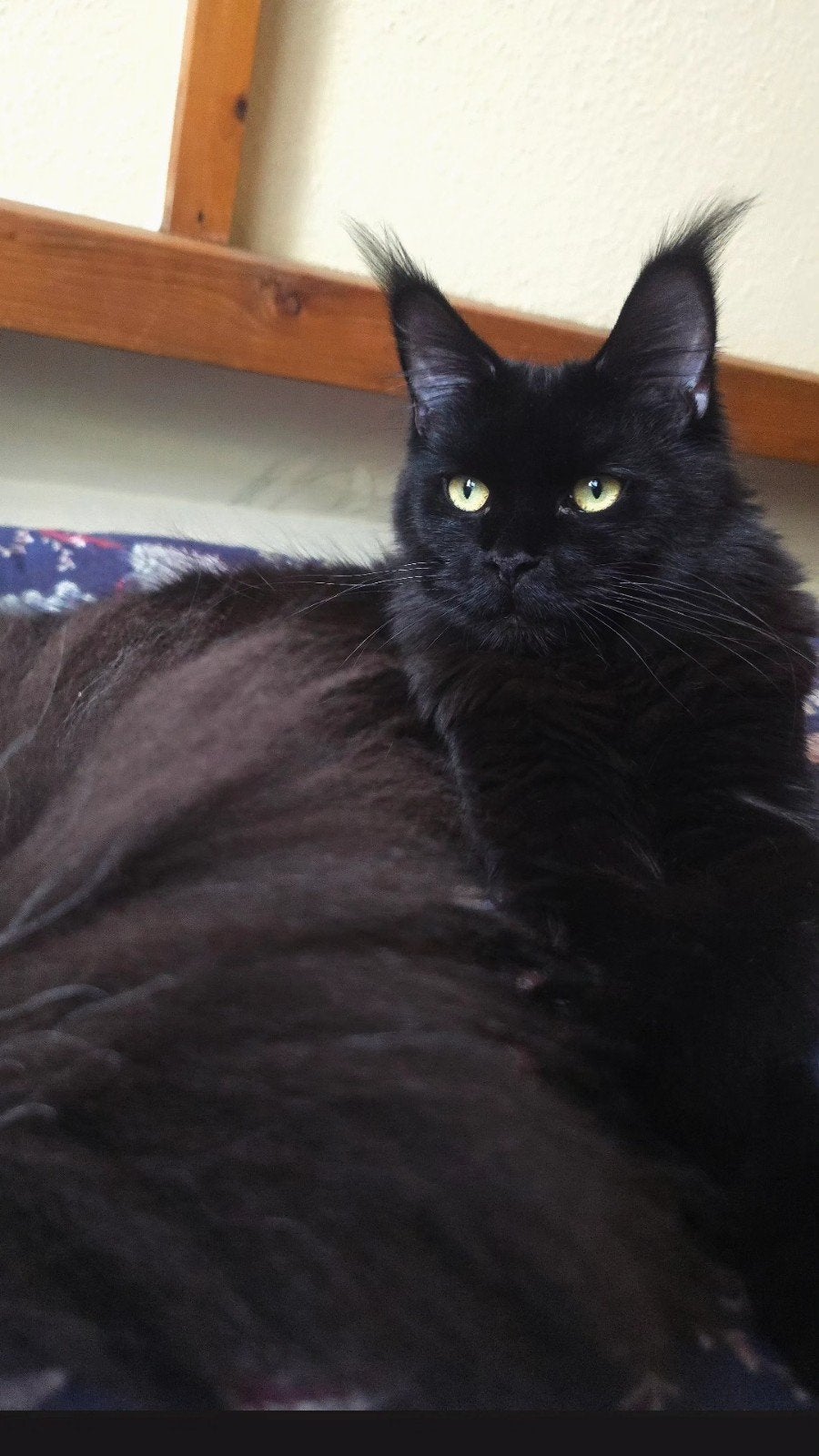 Lieve Maine Coon ,13 maand oud, Black Solid / stamboom, Poes