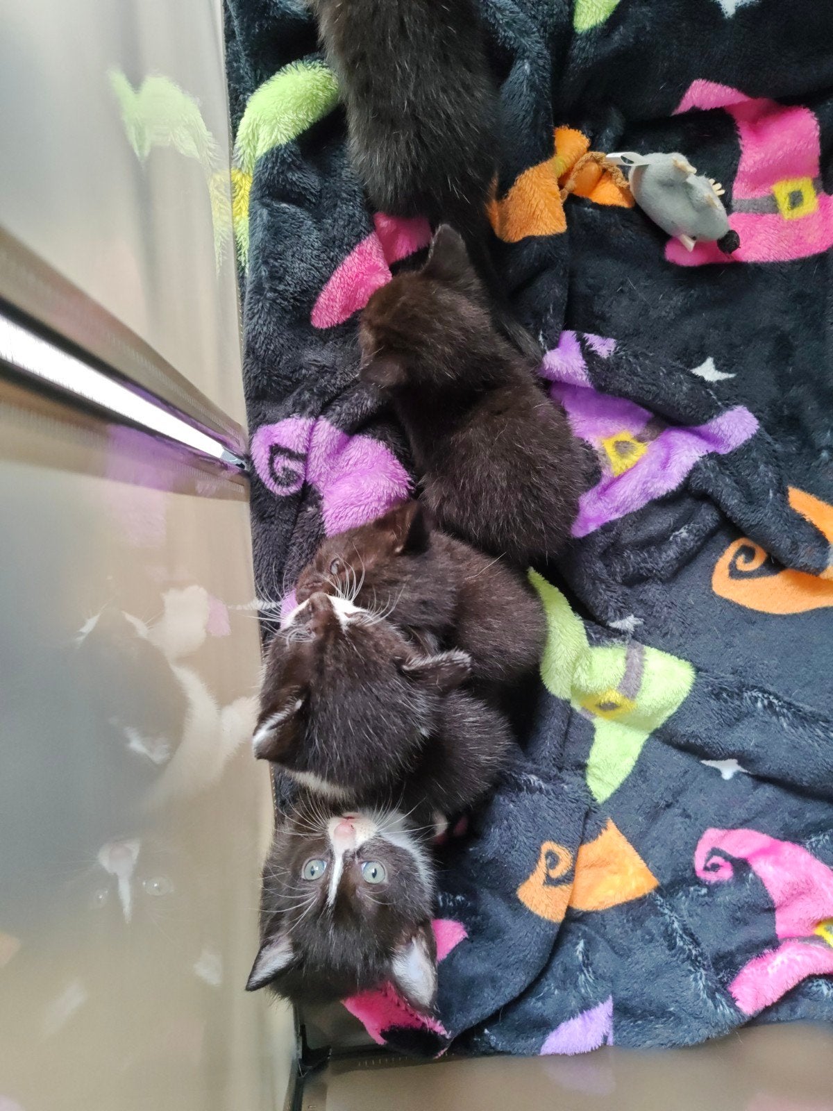kittens te koop, Meerdere dieren, 0 tot 2 jaar