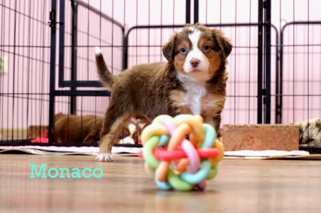 Mini Australian Shepherd pups, nestje, Fokker | Hobbymatig, CDV (hondenziekte), 8 tot 15 weken, Buitenland